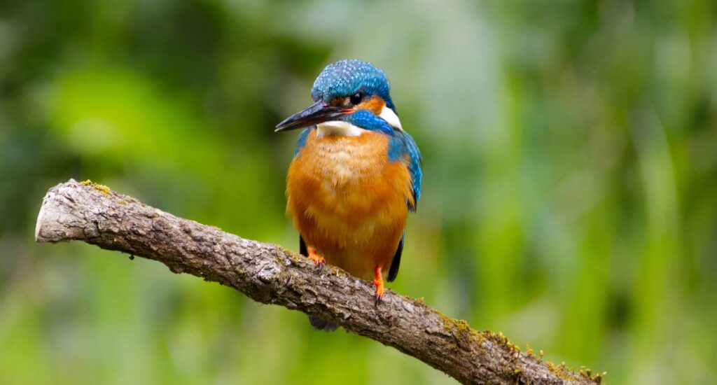 Kingfisher