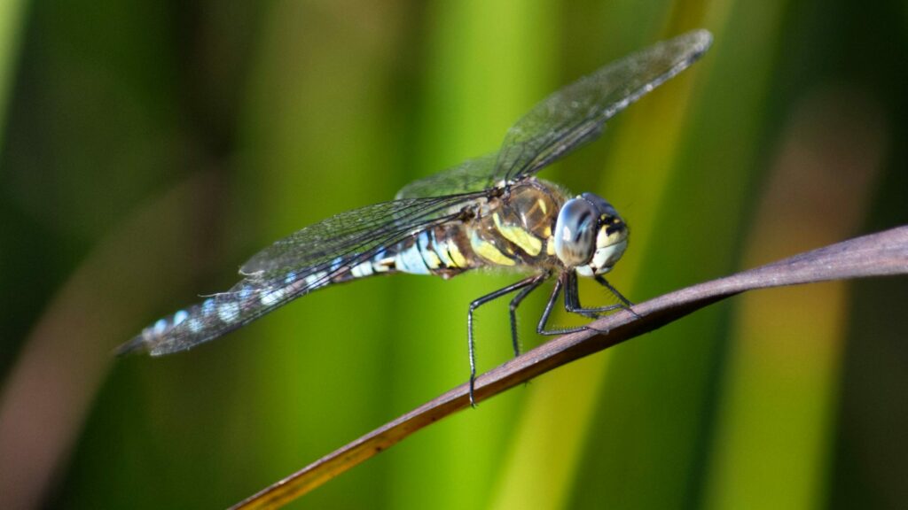 Dragonfly